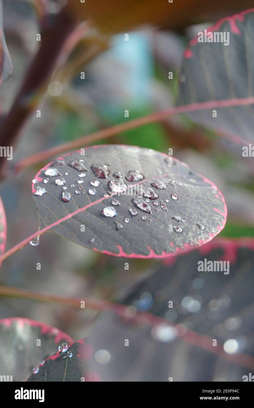 Drops of water on Royal Purple smoke tree leaves ( Cotinus coggygria ) after raining in a Seattle garden, Washington Stock Photo