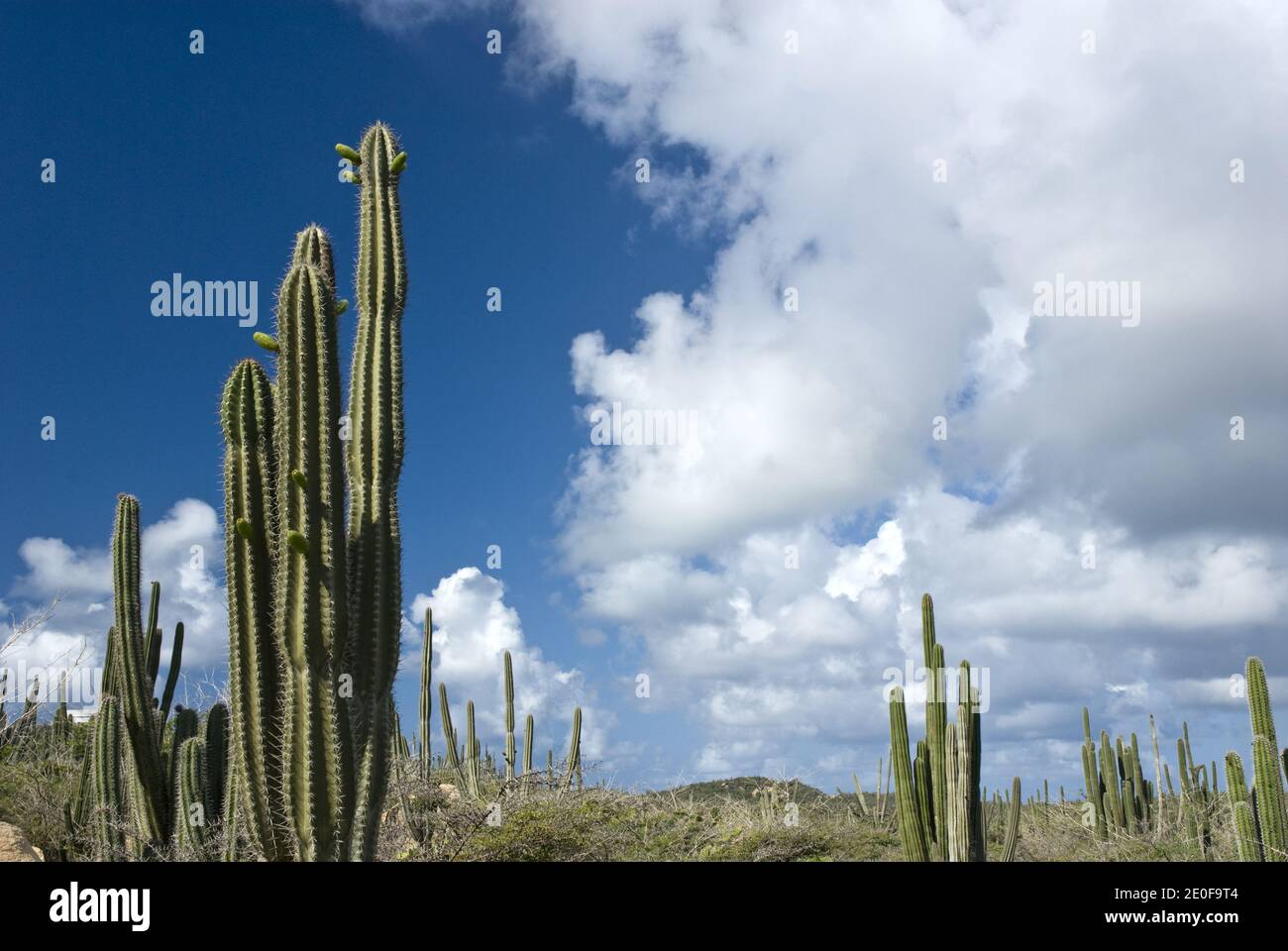 Cactus grow in the arid landscape near the Alto Vista Chapel, northeast