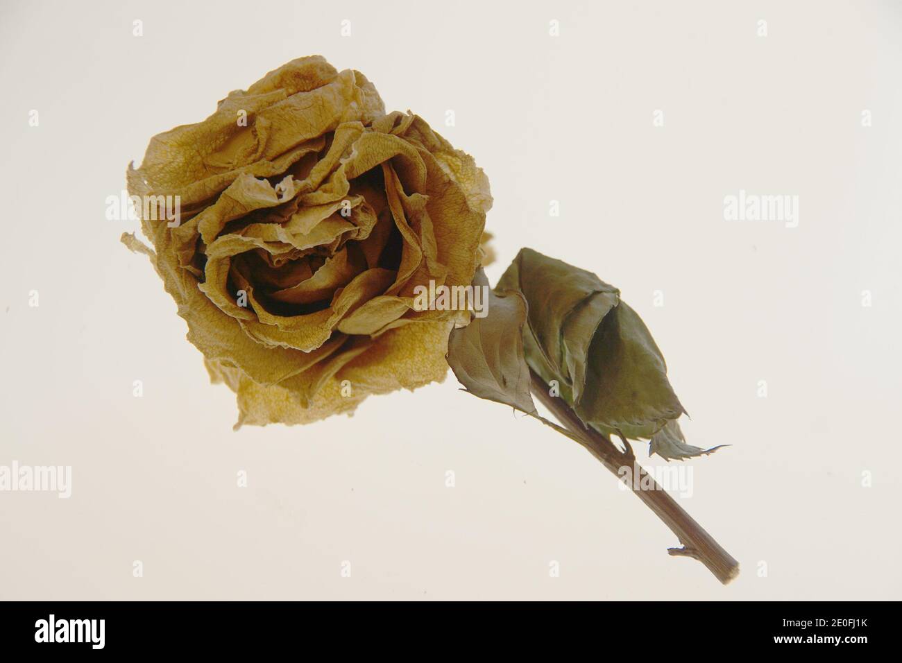 Dried white rose isolated on white, from a garden in Seattle Stock Photo