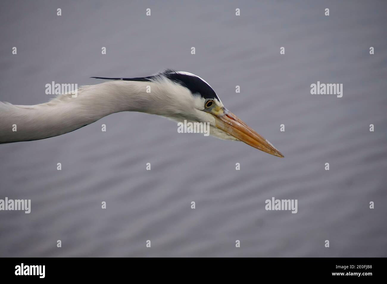 Grey Heron ( Ardea cinerea) stalking the canals of Zaanse Schans, Netherlands Stock Photo