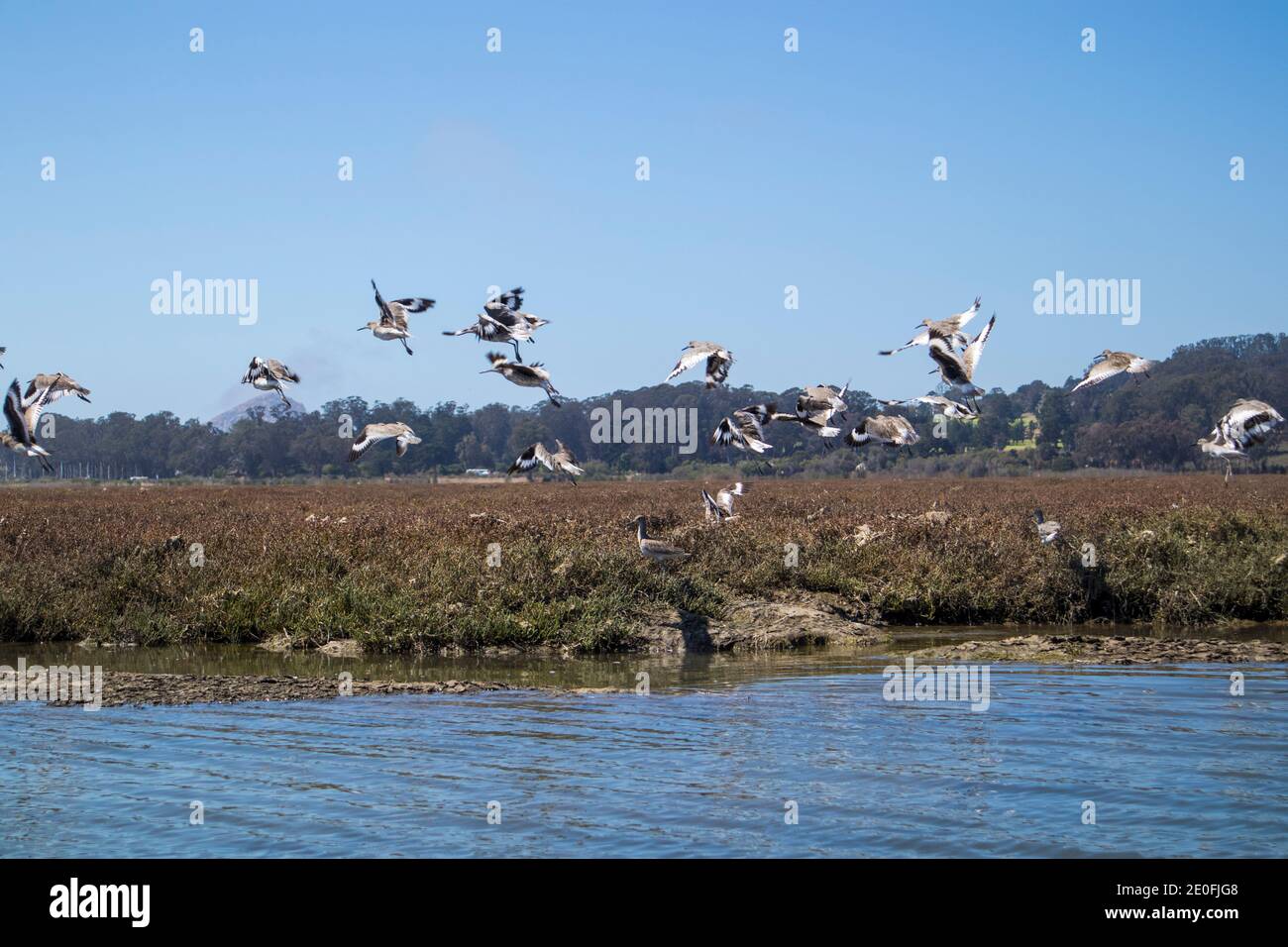 Birds flock in the wetlands around Morro Bay, San Luis Obispo, California, USA Stock Photo