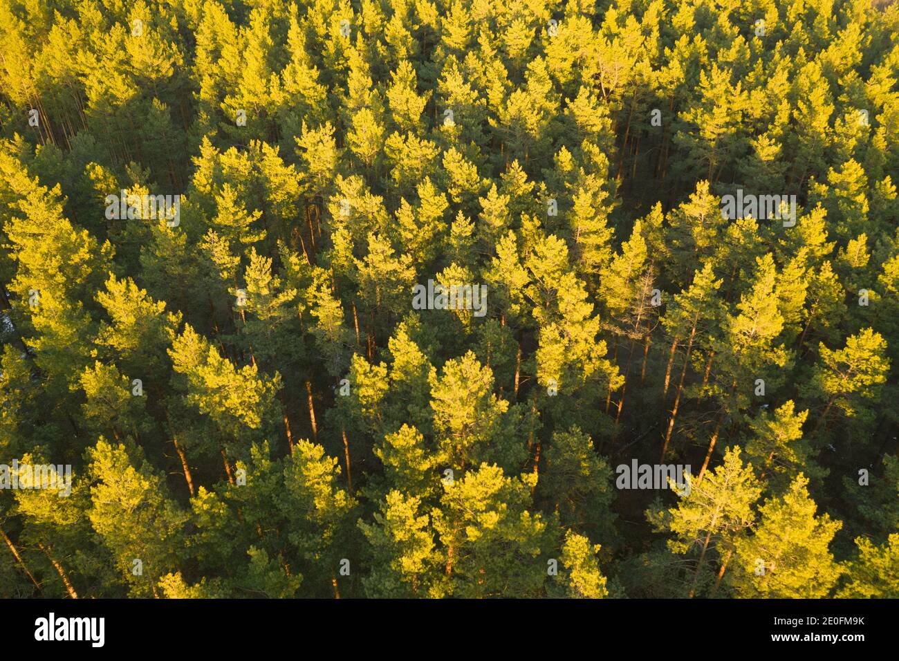 Aerial sunset view pine forest hi-res stock photography and images - Alamy