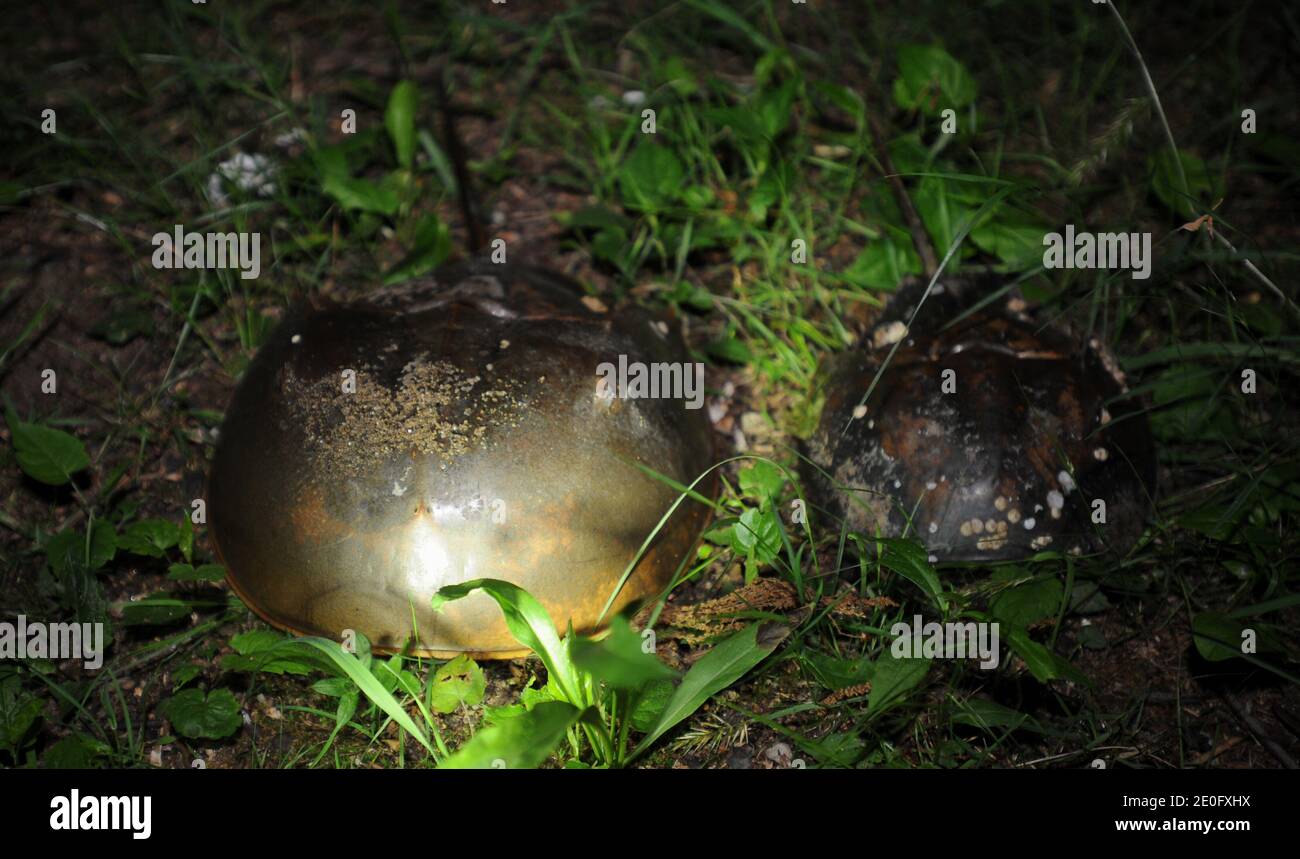 Night of the Horseshoe crabs. Horseshoe crabs resemble crustaceans, but belong to a separate subphylum, Chelicerata, and are therefore more closely related to arachnids e.g spiders and scorpions. The earliest horseshoe crab fossils are found in strata from the late Ordovician period, roughly 450 million years ago. 3 of june was the night where Horseshoe crab came out of the sea to put their eggs in the sand in Marshlands Park, Rye, NY on June 3, 2012. Photo by JMP/ABACAPRESS.COM Stock Photo