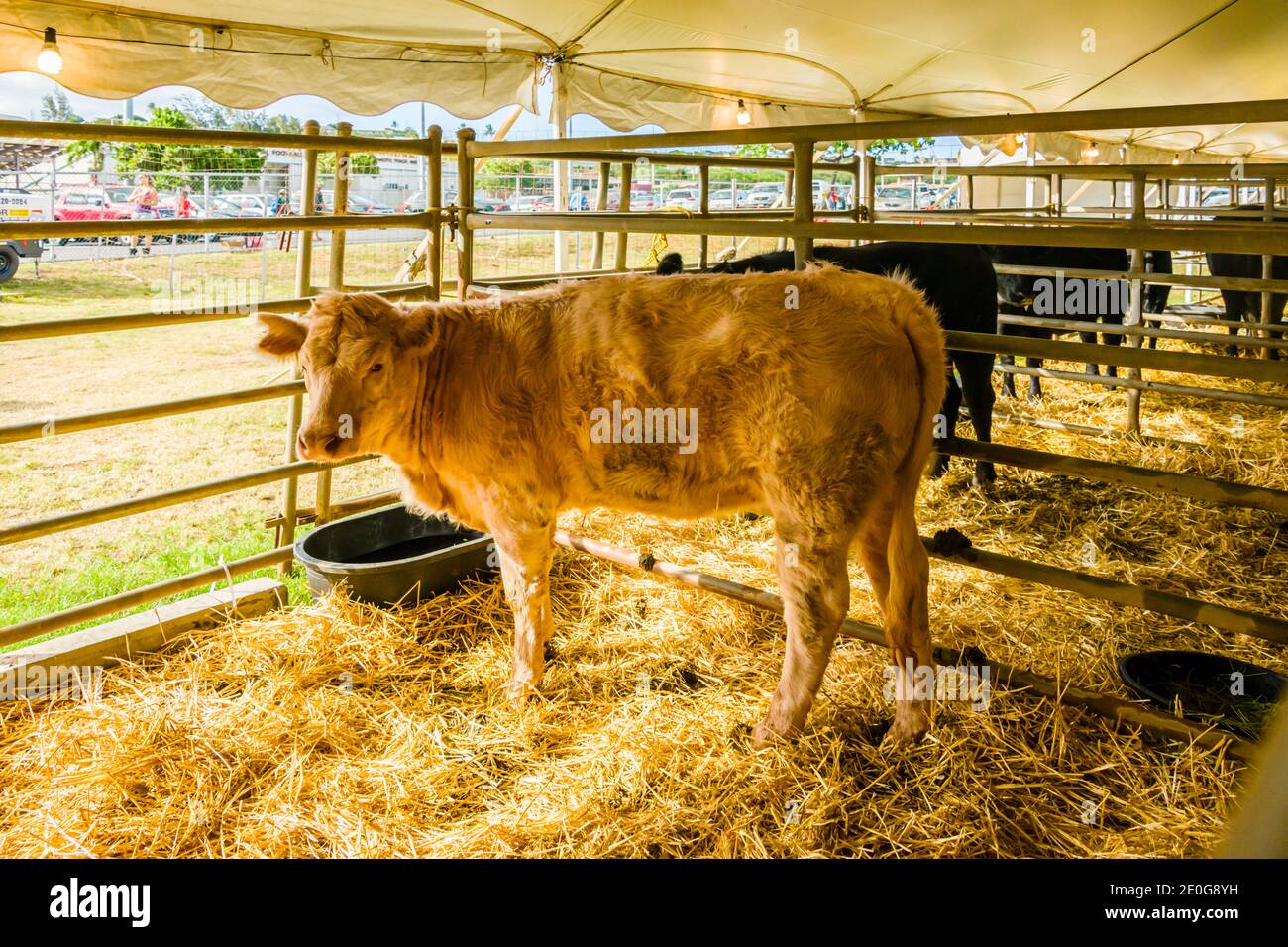 Maui, Hawaii, Maui County Fair, Livestock Tent, Cattle Stock Photo