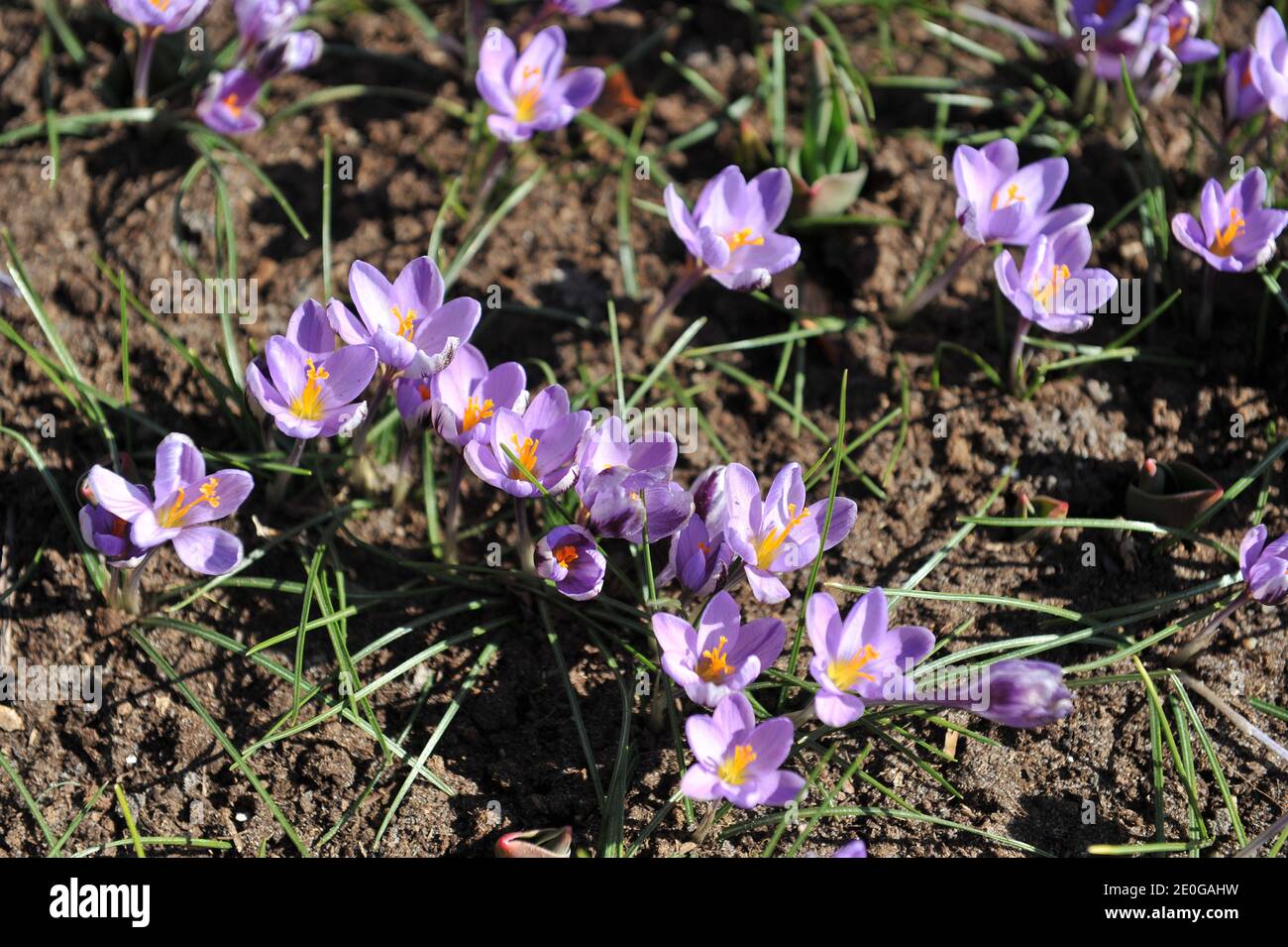 Violet Crocus minimus Spring Beauty bloom in a garden in April Stock Photo