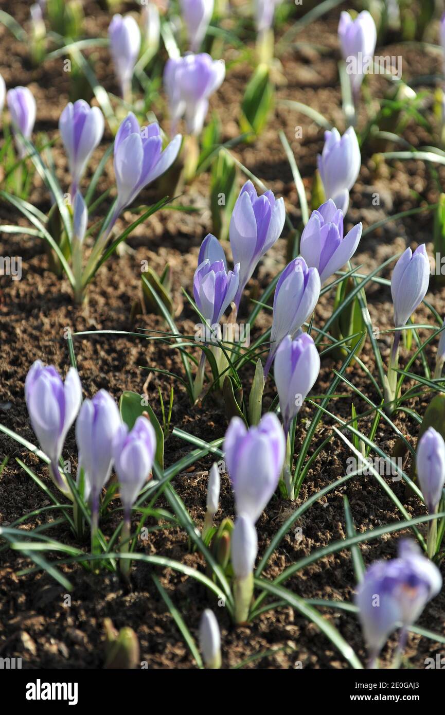 Violet Crocus vernus Vanguard blooms in a garden in April Stock Photo