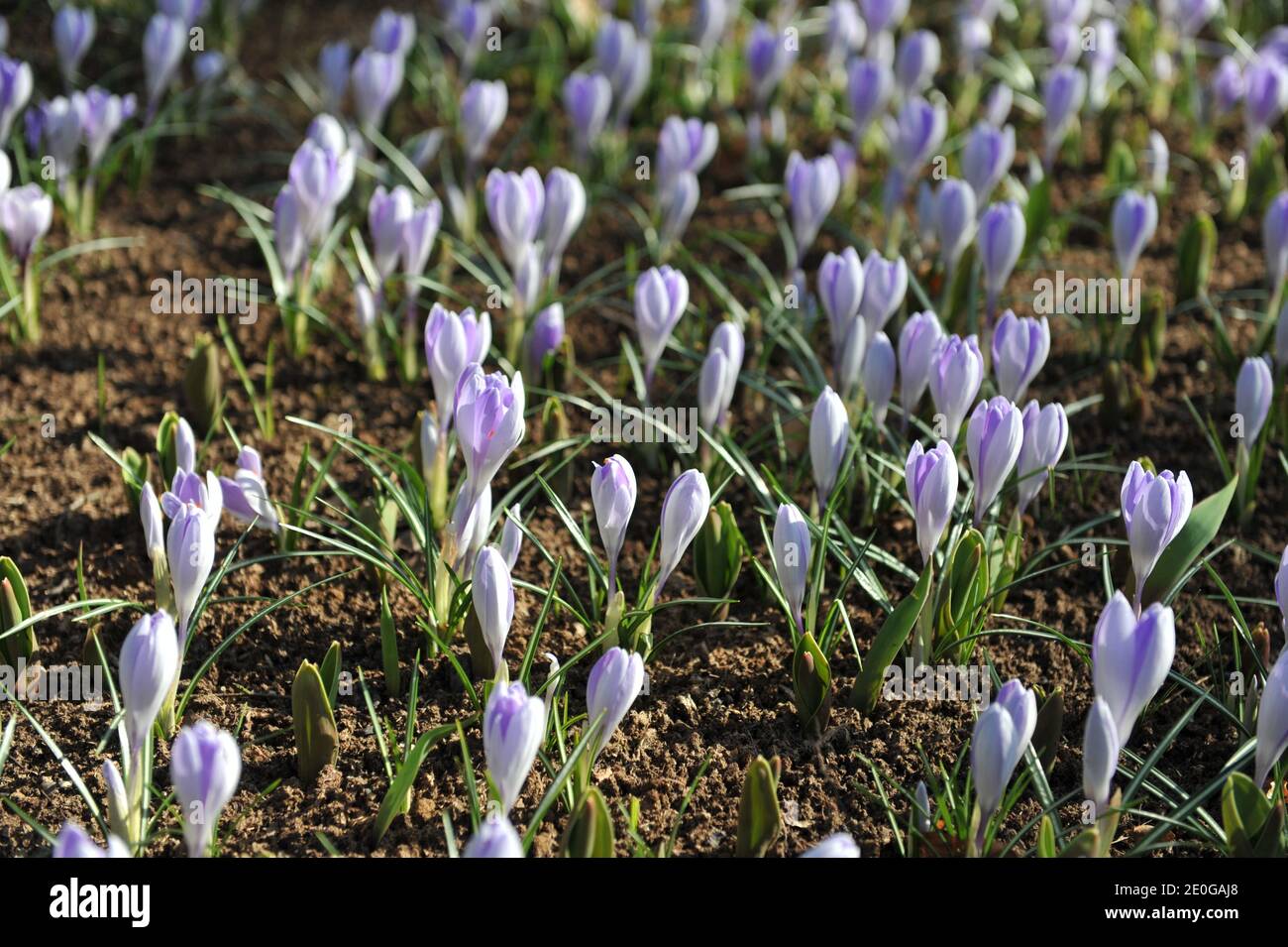 Violet Crocus vernus Vanguard blooms in a garden in April Stock Photo