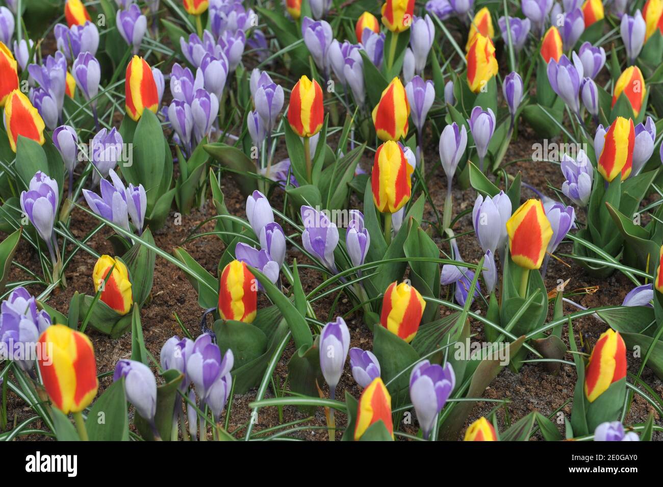 Red and yellow Kaufmanniana tulips (Tulipa) Stresa and violet Crocus vernus Vanguard bloom in a garden in March Stock Photo