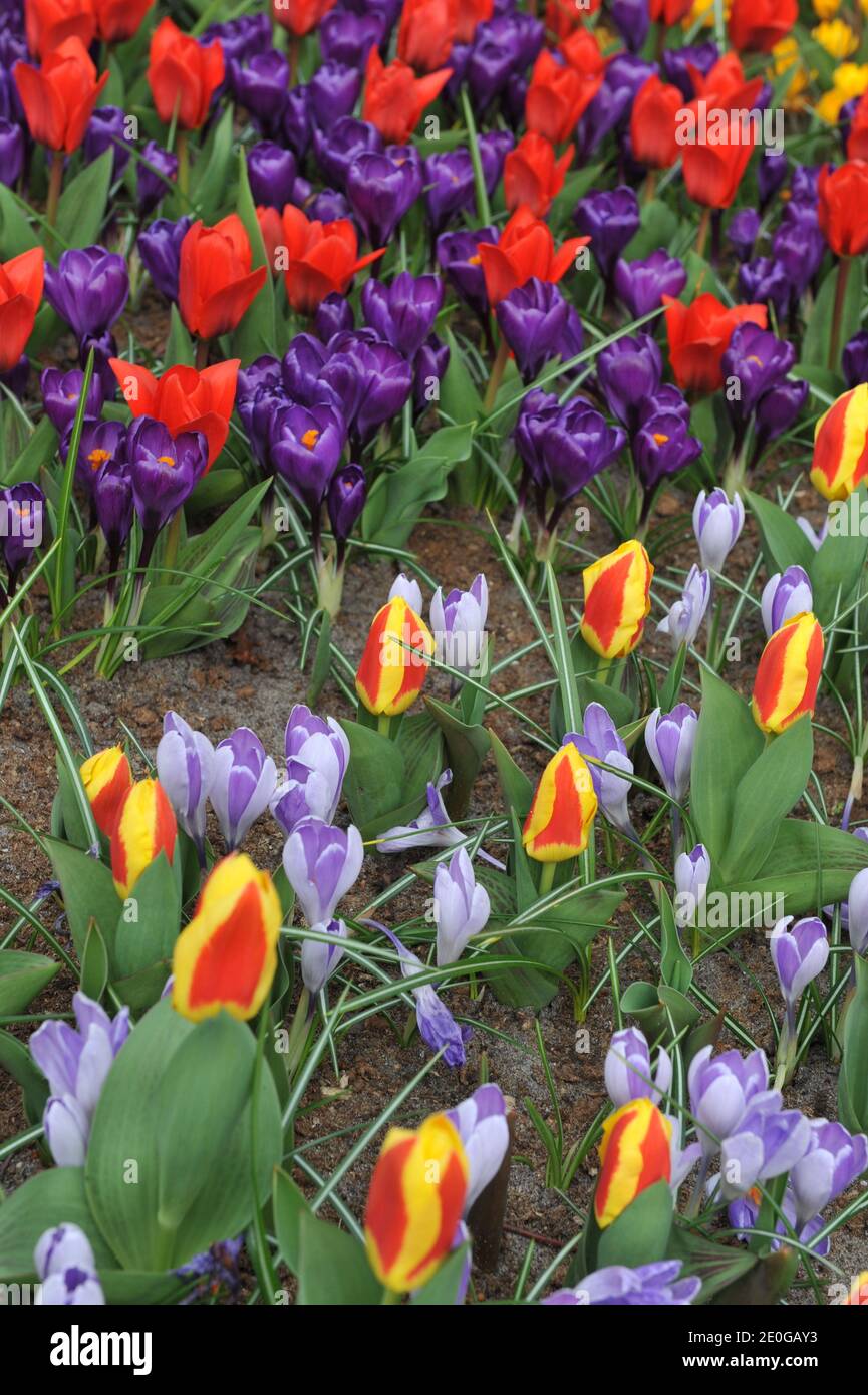 Red and yellow Kaufmanniana tulips (Tulipa) Stresa and violet Crocus vernus Vanguard bloom in a garden in March Stock Photo