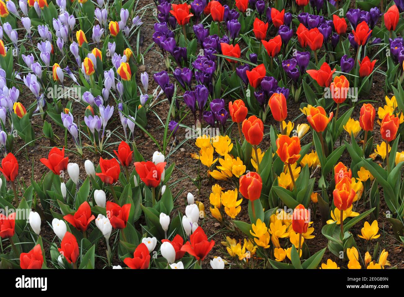 Bright tulips (Tulipa) and crocuses bloom in a garden in March Stock Photo