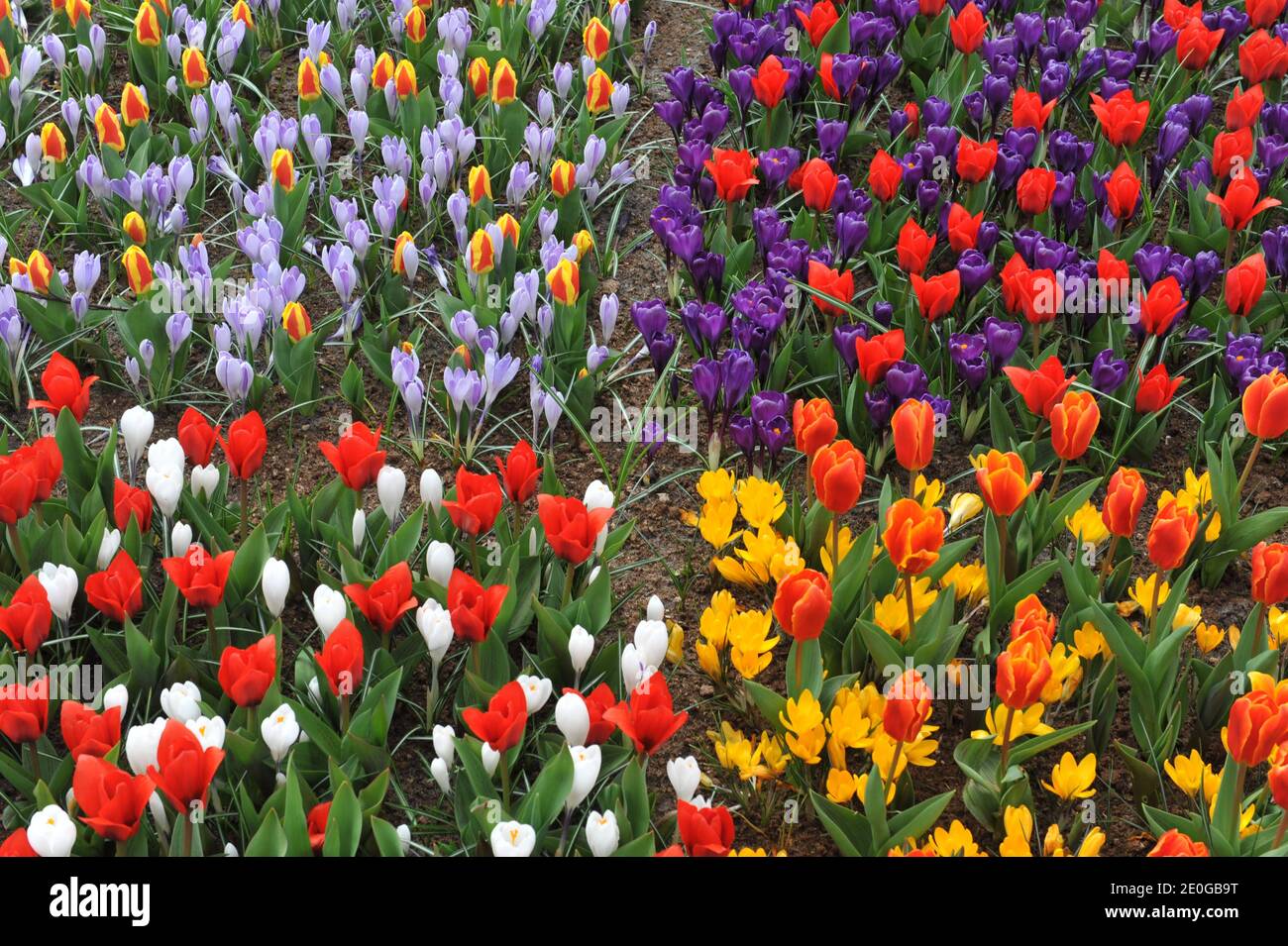 Bright tulips (Tulipa) and crocuses bloom in a garden in March Stock Photo