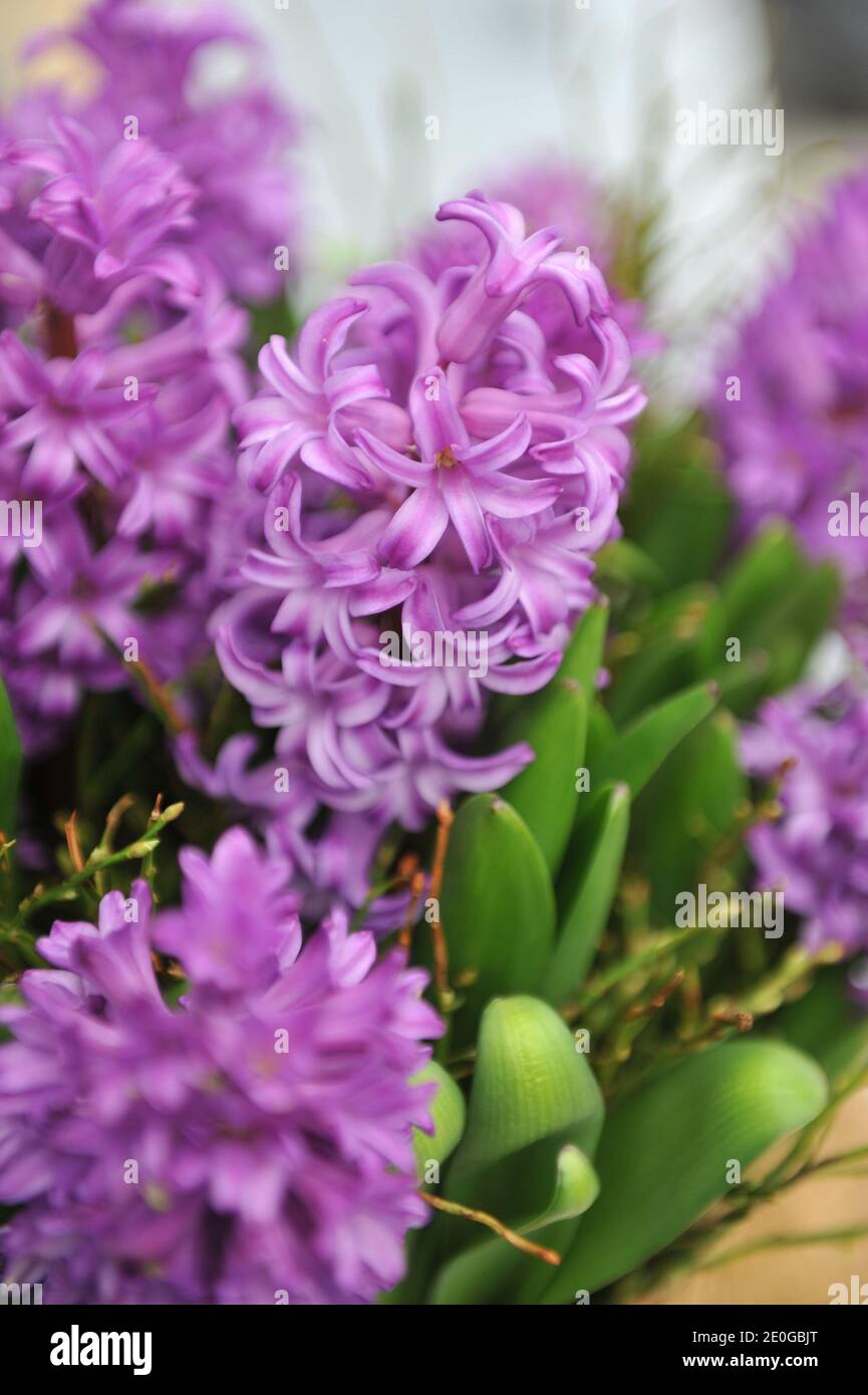 Purple hyacinth (Hyacinthus orientalis) Amaranta blooms in a garden in April Stock Photo