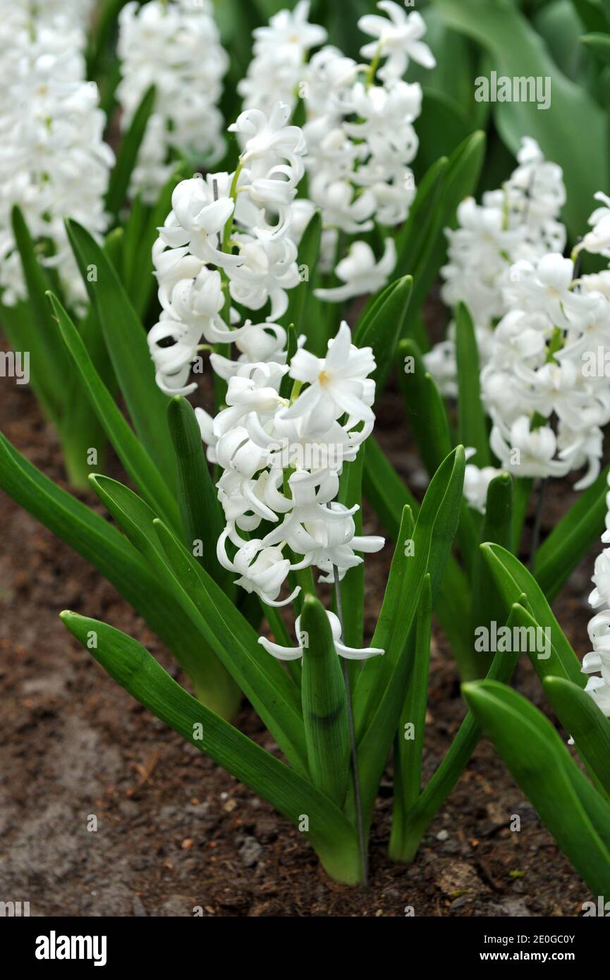 White hyacinth Carnegie (Hyacinthus orientalis) blooms in a garden in April Stock Photo