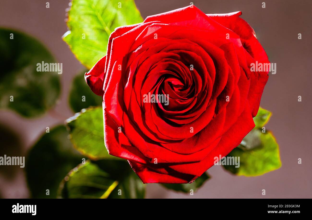 Rose makro hi-res stock photography and images - Alamy