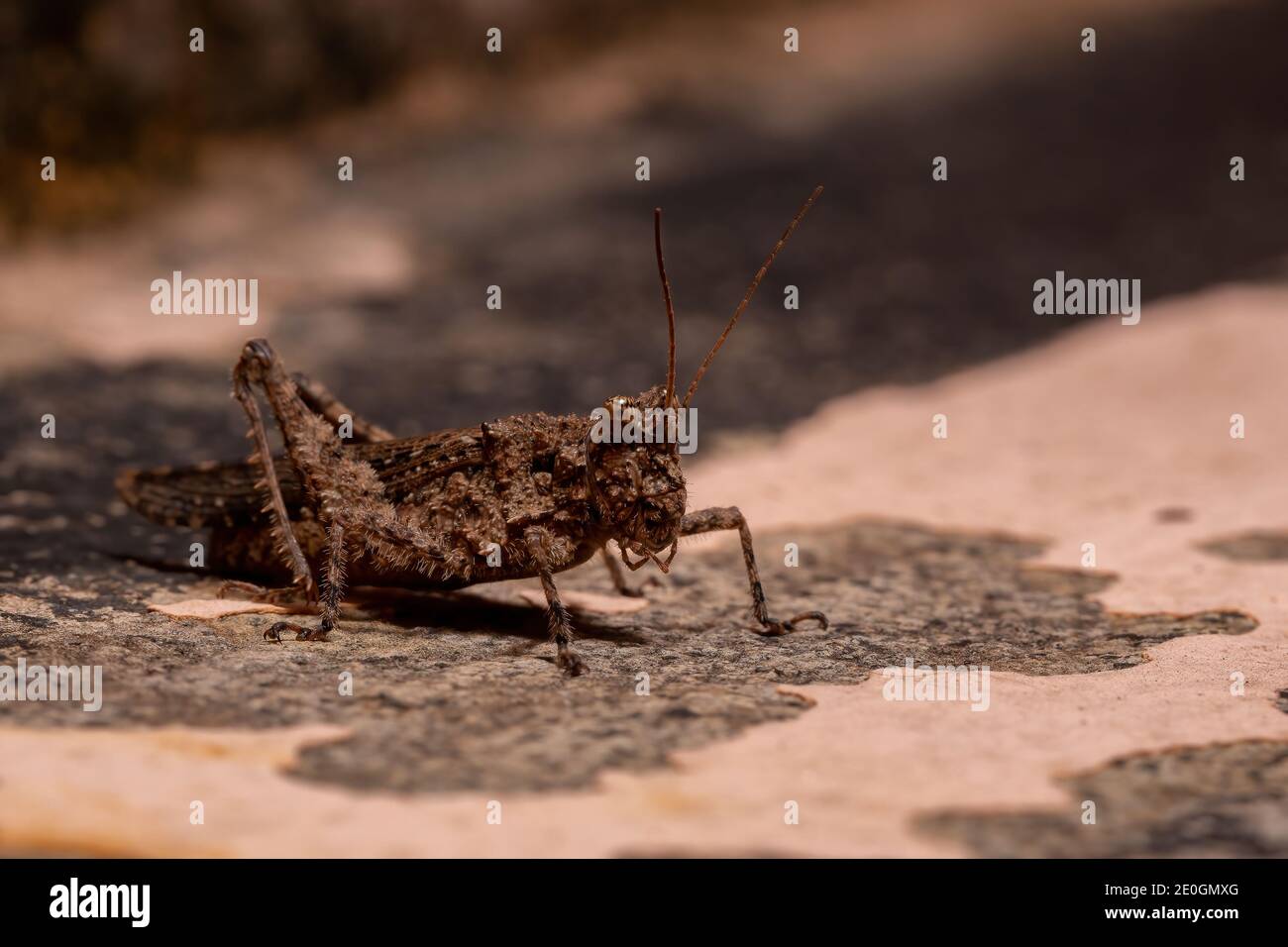 Short horned Grasshopper of the Family Ommexechidae Stock Photo
