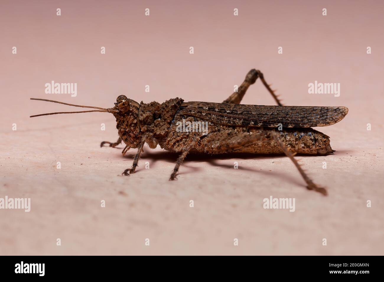 Short horned Grasshopper of the Family Ommexechidae Stock Photo