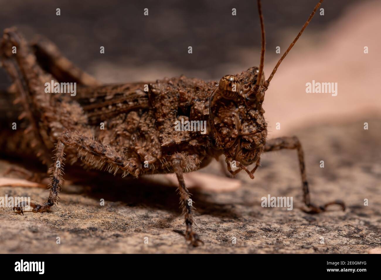 Short horned Grasshopper of the Family Ommexechidae Stock Photo