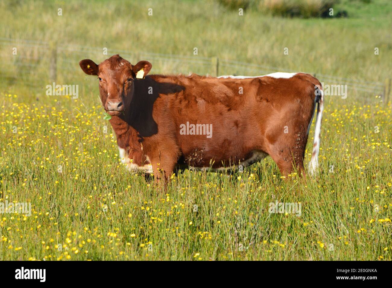 Irish Moiled Cattle in a field on a farm in Co Antrim Northern Ireland Stock Photo