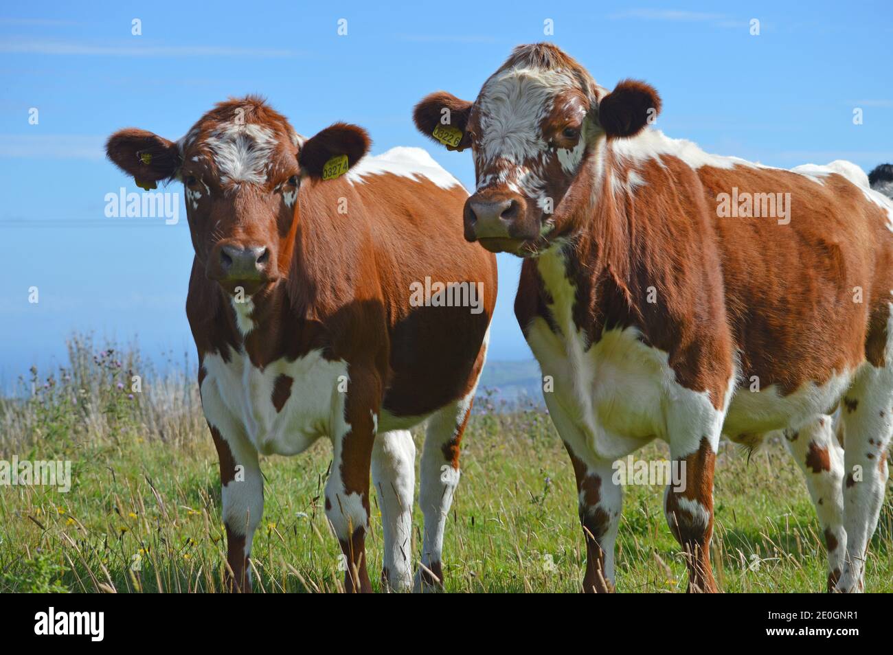 Irish Moiled Cattle in a field on a farm in Co Antrim Northern Ireland Stock Photo