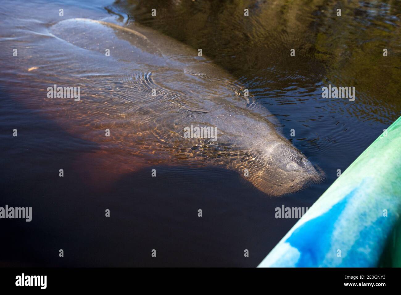 West Indian manatee Trichechus manatus swim in the Orange River near a