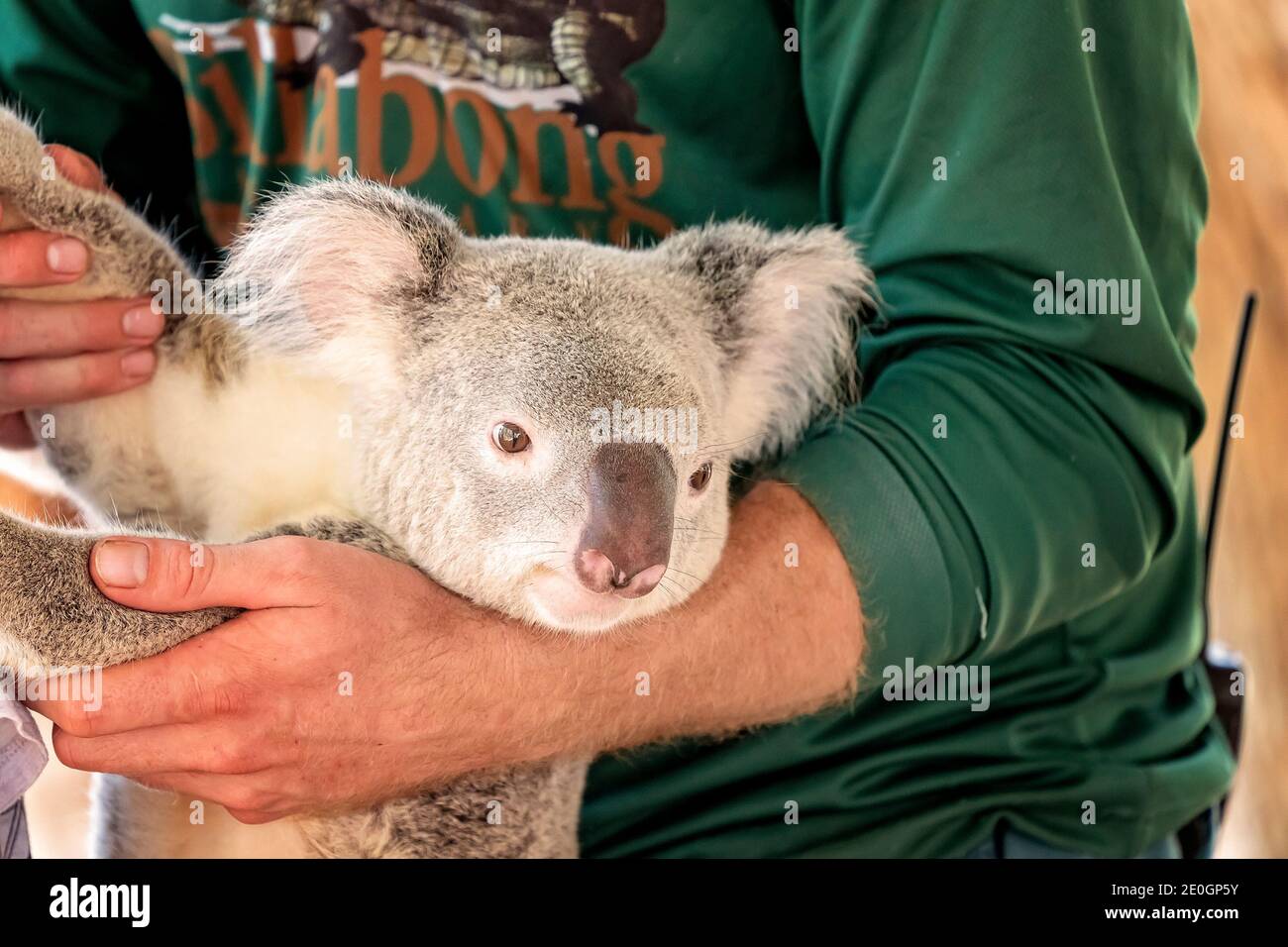 Tree hugging koala hi-res stock photography and images - Alamy