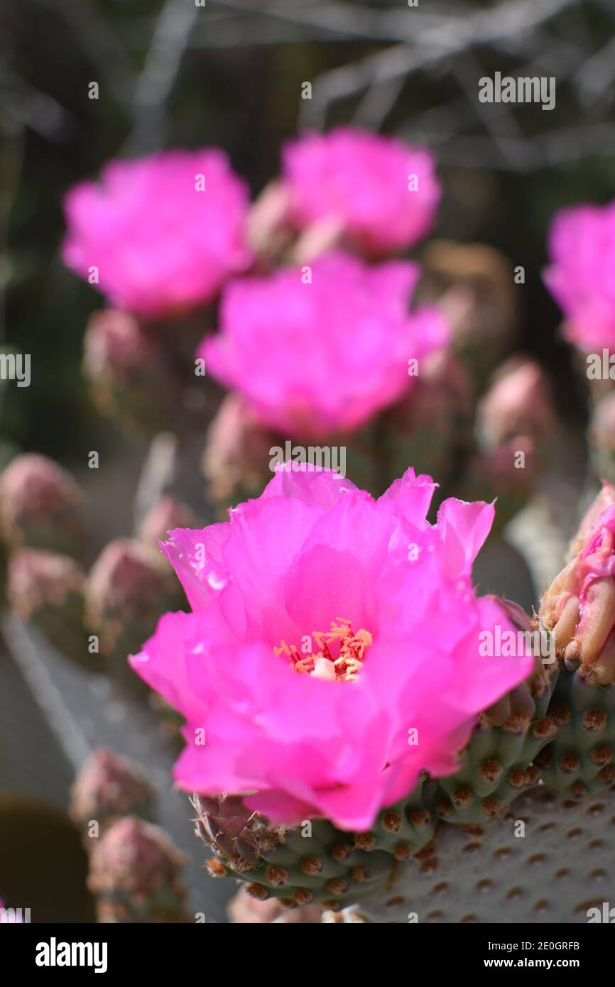 Beavertail Cactus, Prickly Pear Cactus Flower, Opuntia basilaris Stock