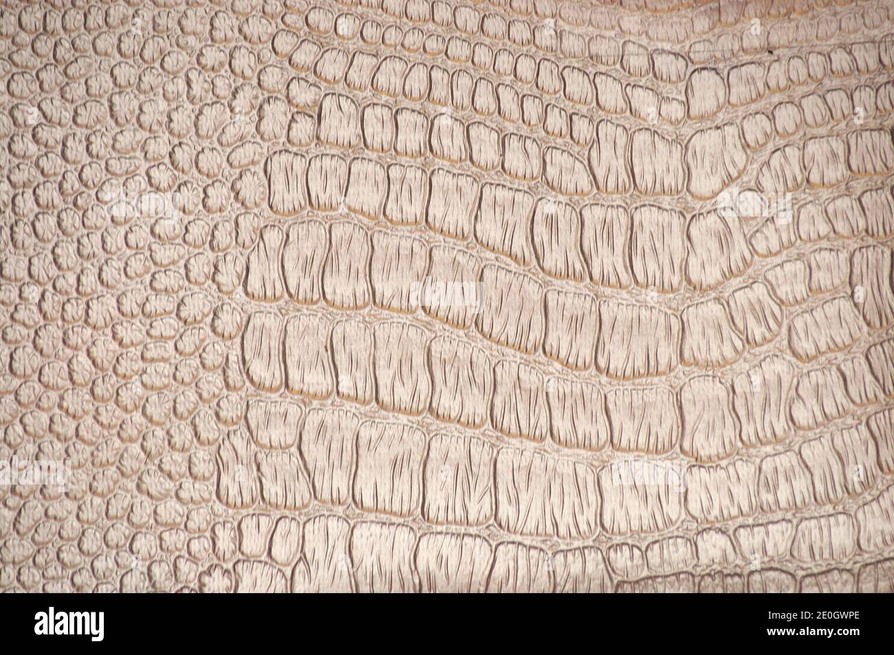 Frequently Asked Questions of reptile pale skin