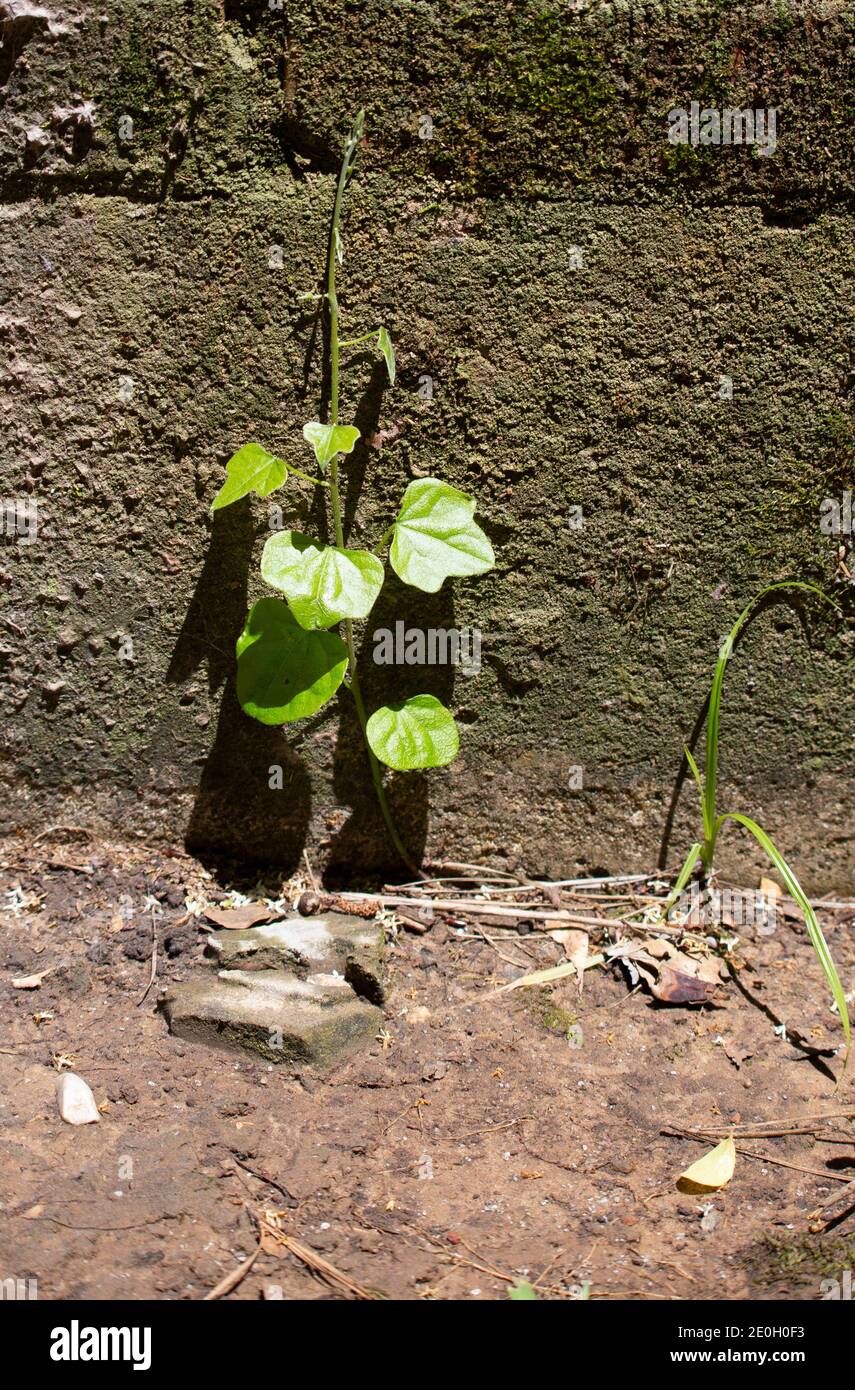 Green leaves on a vine growing up moss-covered cement foundation of a red brick wall Stock Photo