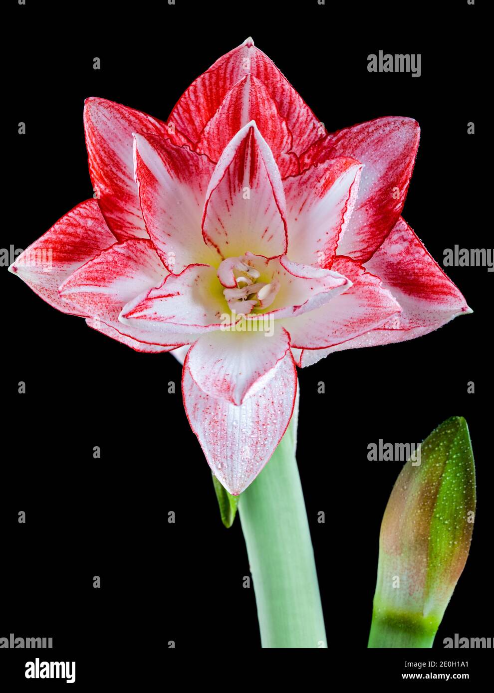 'Flaming Peacock' Hippeastrum, Amaryllis (Hippeastrum x hortorum) Stock Photo