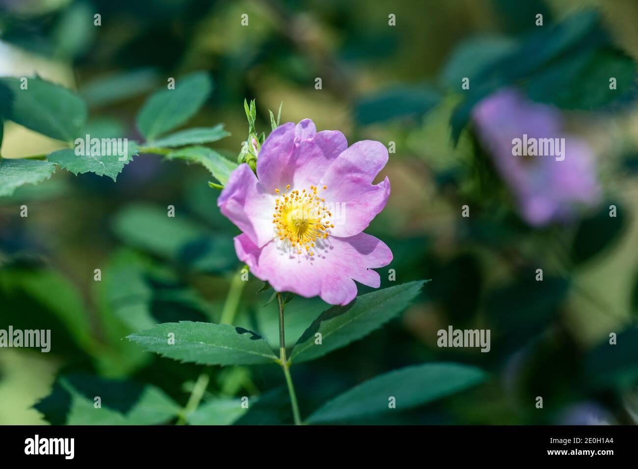 Glaucous dog rose, Nyponros (Rosa dumalis) Stock Photo