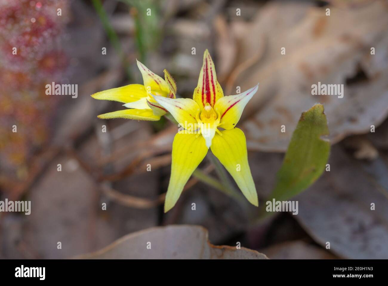 yellow flower of Caladenia flava, the Cowslip Orchid, seen close to Nannup in Western Australia Stock Photo
