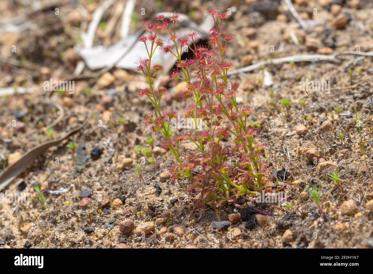 small group of the Sundew Drosera stolonifera, seen in natural habitat close to Nannup in Western Australia Stock Photo