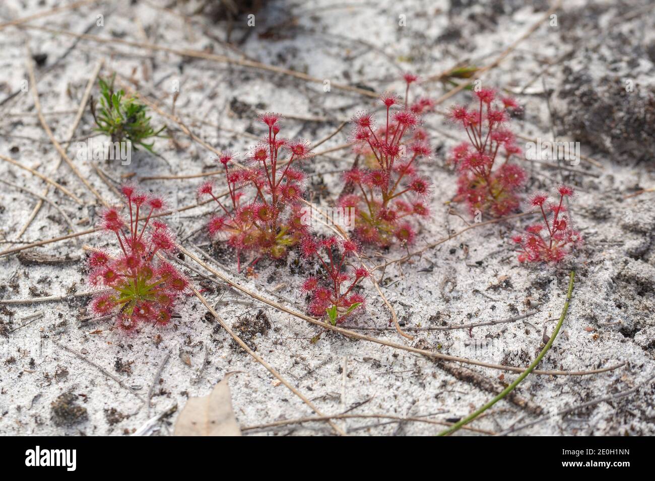 nice group of Drosera purpurascens (a carnivorous plant from the Sundew family) growing in natural habitat close to Darradup in Western Australia Stock Photo