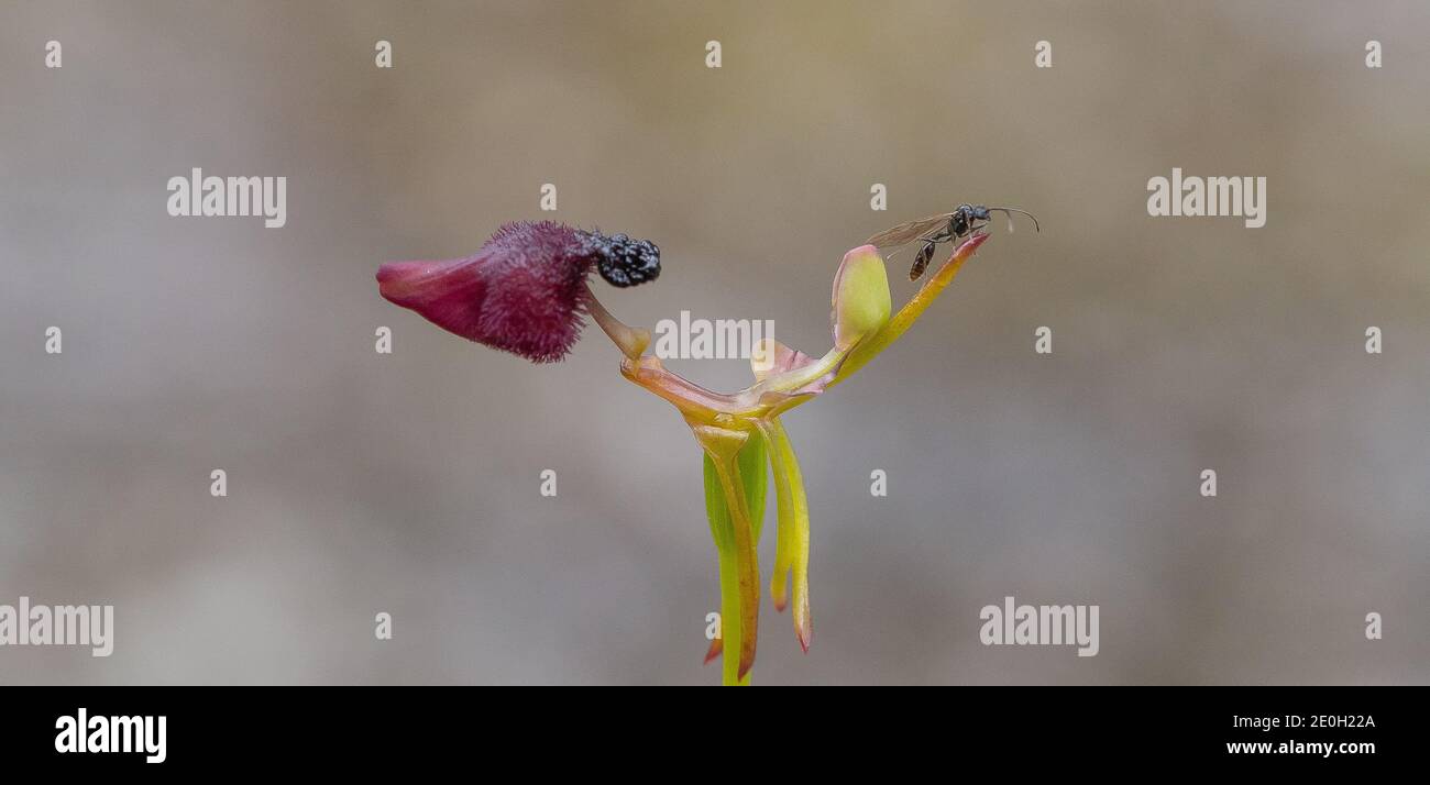 Flower of the Hammer Orchid Drakaea glyptodon (King in his Carriage) with wasp seen in the Margaret River Region in Western Australia Stock Photo