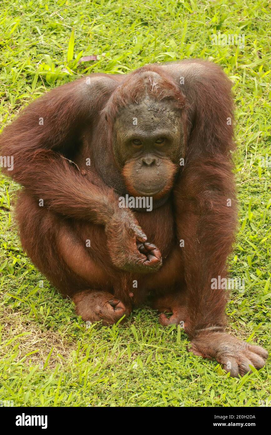 Orangutan Is Sitting Relaxed The Funny Expression Of A Welded Orangutan Stock Photo Alamy