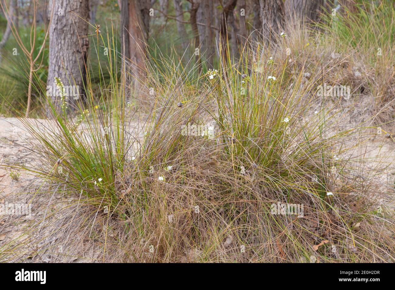 the white flowering scrambling sundew Drosera pallida seen east of Augusta in Western Australia Stock Photo