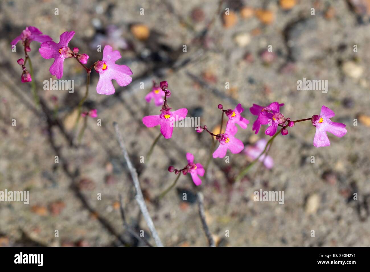 The small pink flowers of the annual Bladderwort Utricularia multifida found northeast of Augusta in Western Australia, view from above Stock Photo