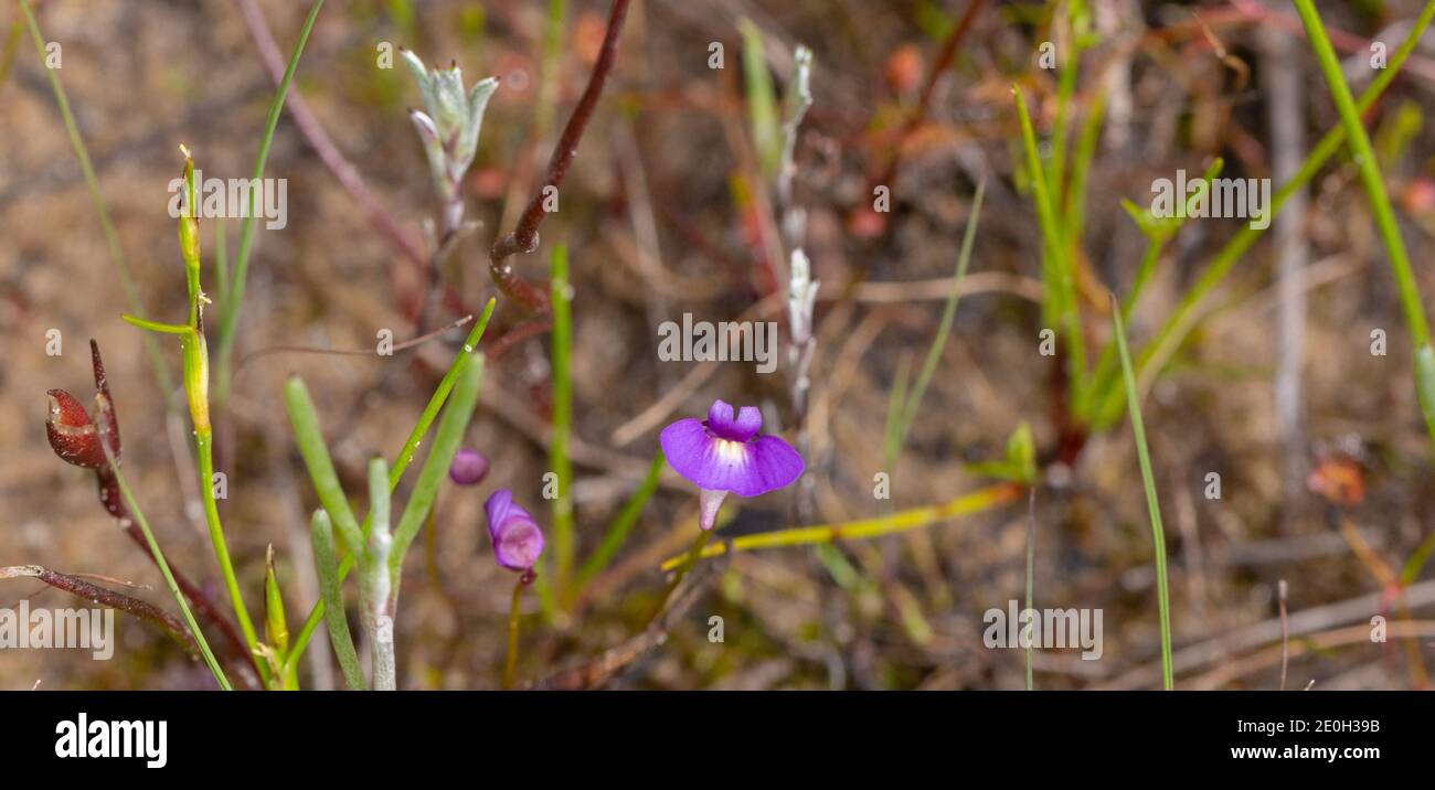 some flowers of the tiny annual Bladderwort Utricularia violacea seen close to Bunbury in Western Australia Stock Photo