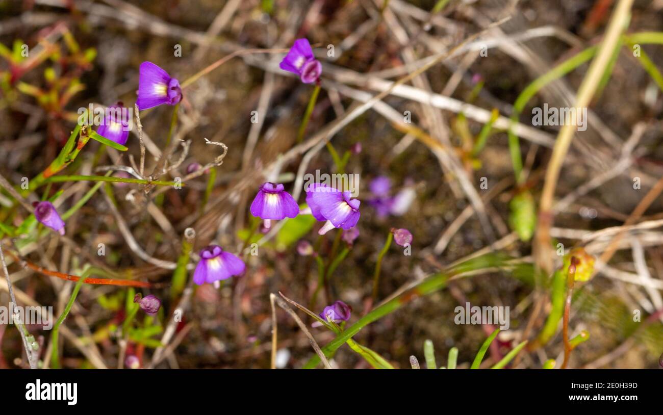 some flowers of the tiny annual Bladderwort Utricularia violacea seen close to Bunbury in Western Australia Stock Photo