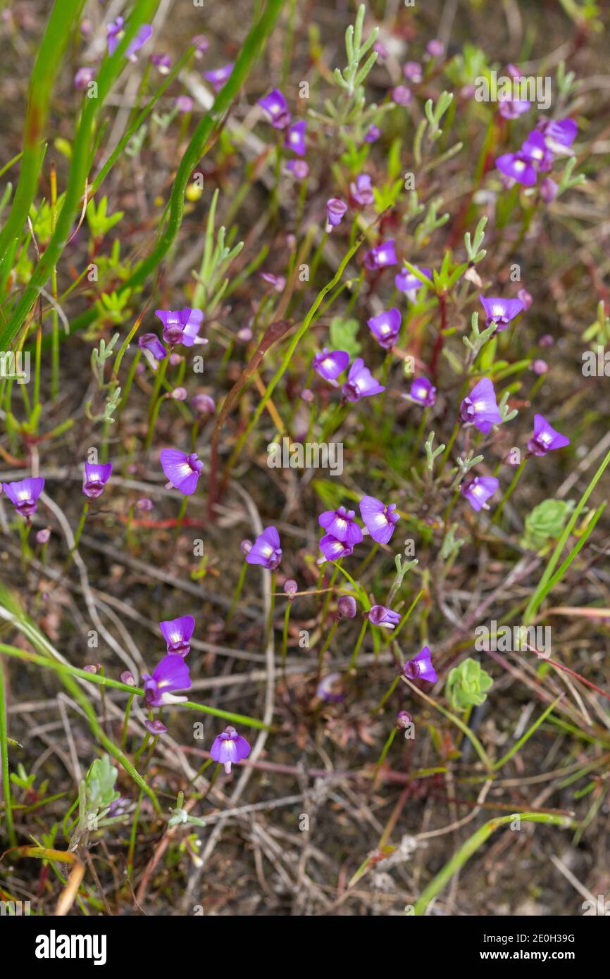 some flowers of the tiny annual Bladderwort Utricularia violacea seen close to Bunbury in Western Australia Stock Photo