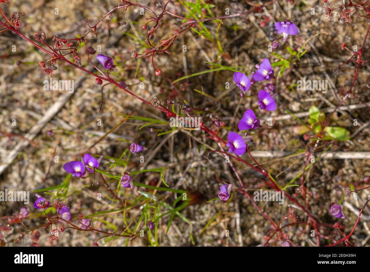 some flowers of the tiny annual Bladderwort Utricularia violacea seen close to Bunbury in Western Australia Stock Photo