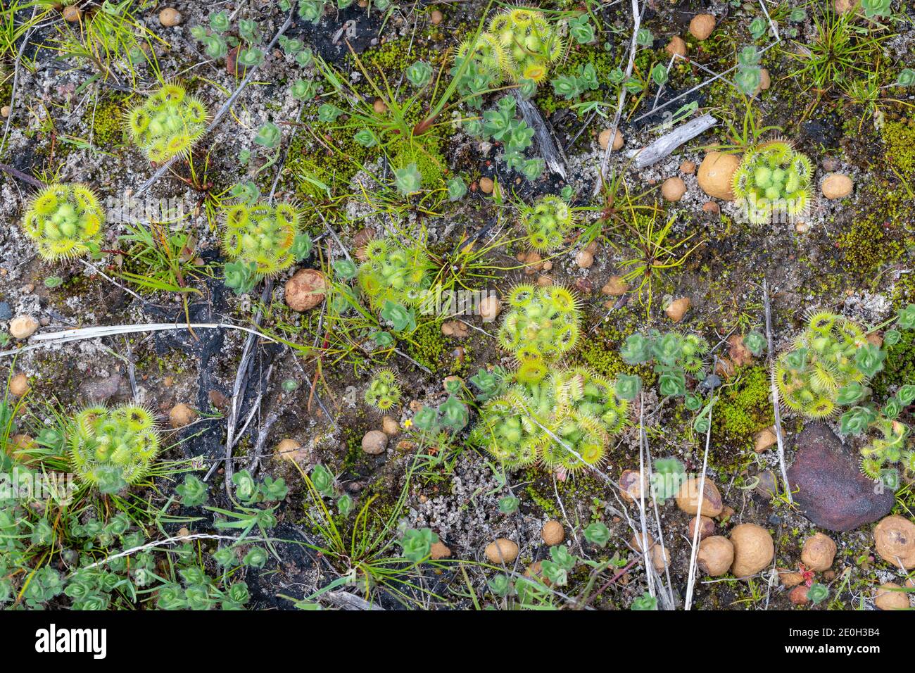 green rosettes of Drosera glanduligera in natural habitat east of Bunbury in Western Australia, view from above Stock Photo