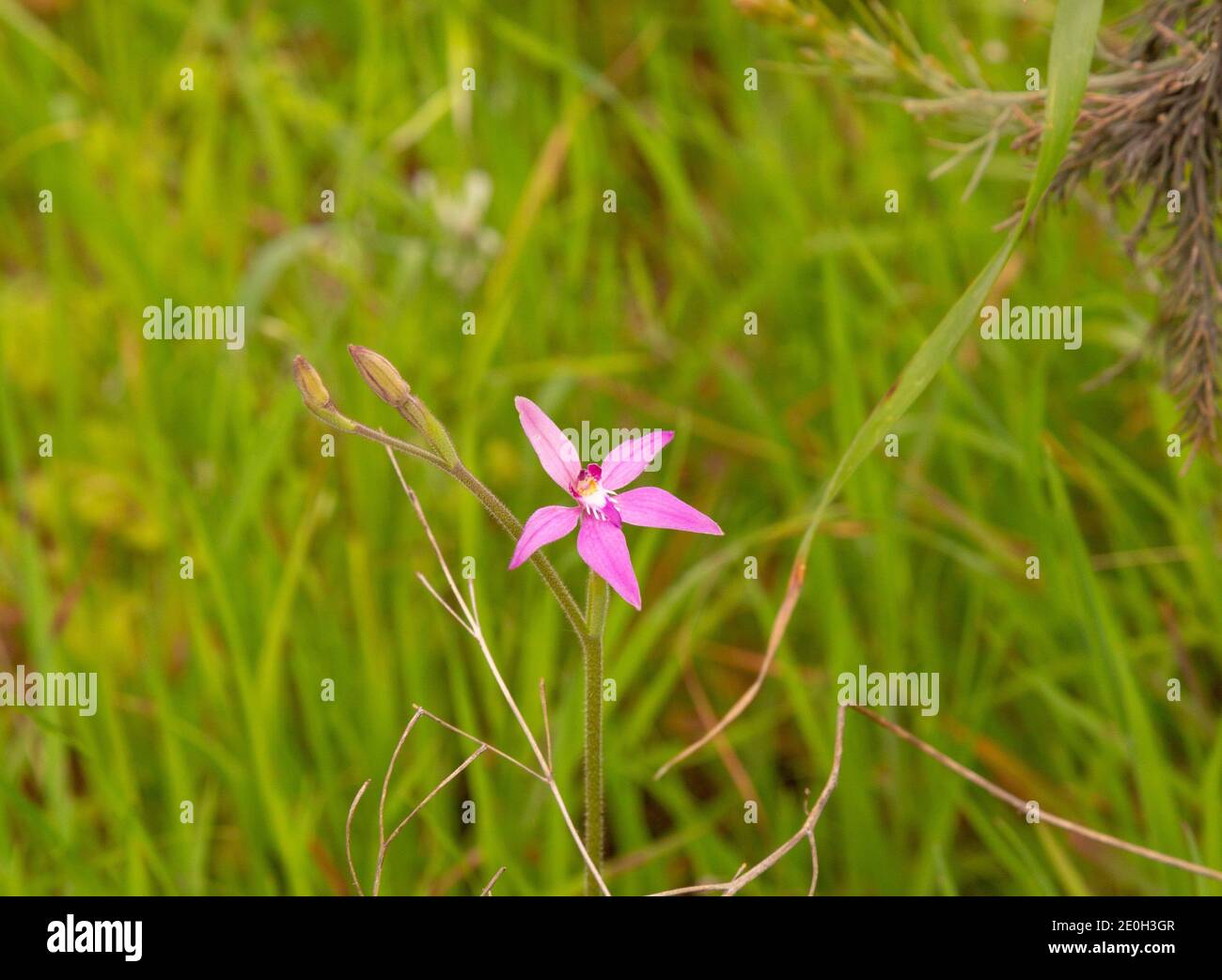 the pink flowers of the Spider Orchid Caladenia latifolia seen east of Bunbury in Western Australia, frontal view Stock Photo