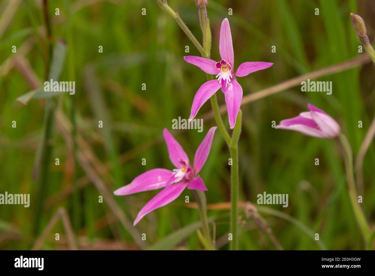 the pink flowers of the Spider Orchid Caladenia latifolia seen east of Bunbury in Western Australia, frontal view Stock Photo