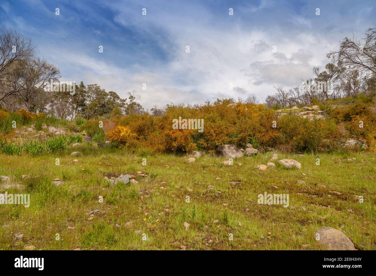 Australia native flora hi-res stock photography and images - Alamy
