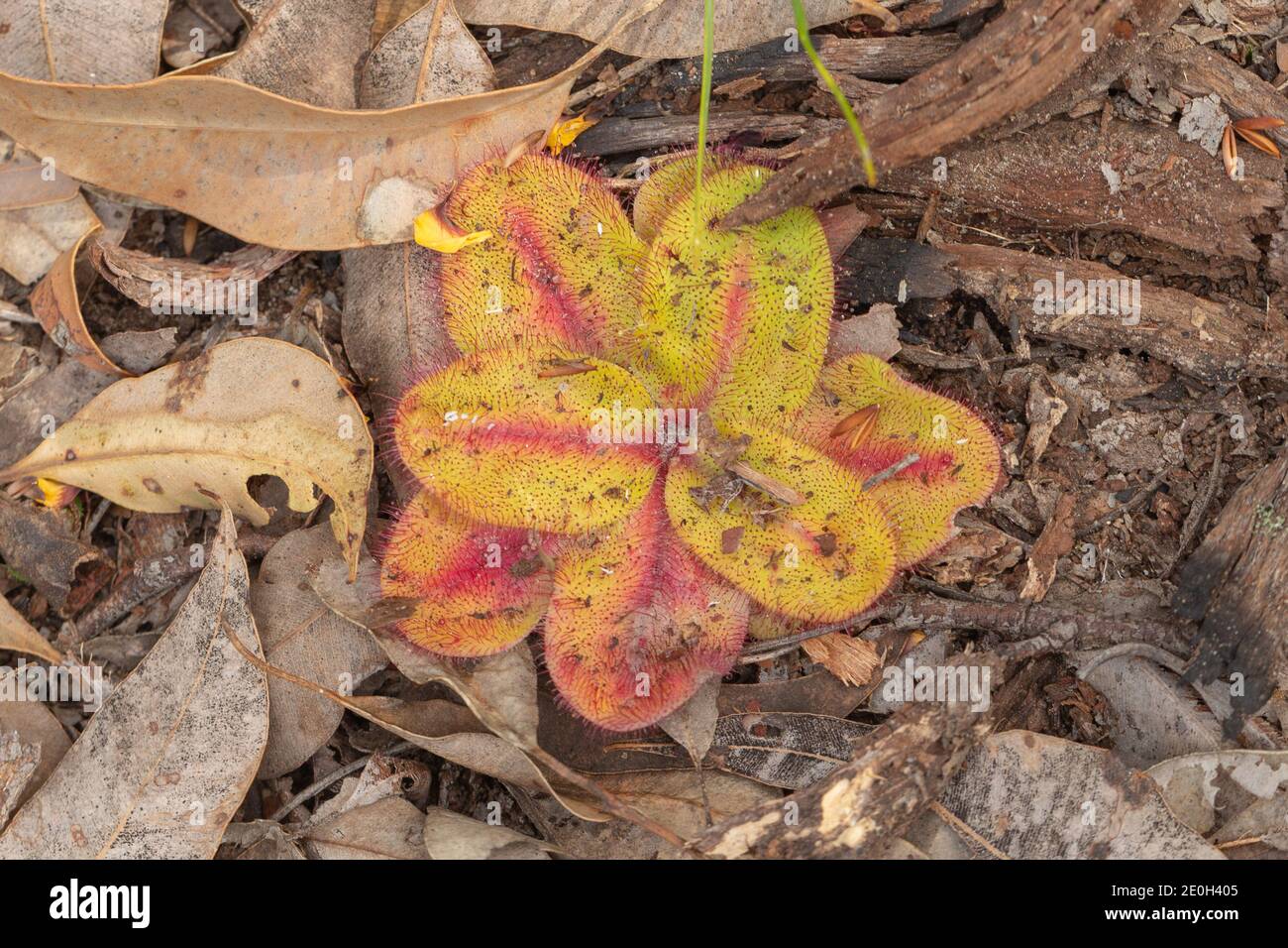 The flat rosette of the carnivorous plant Drosera collina close to Waroona in Western Australia, view from above Stock Photo