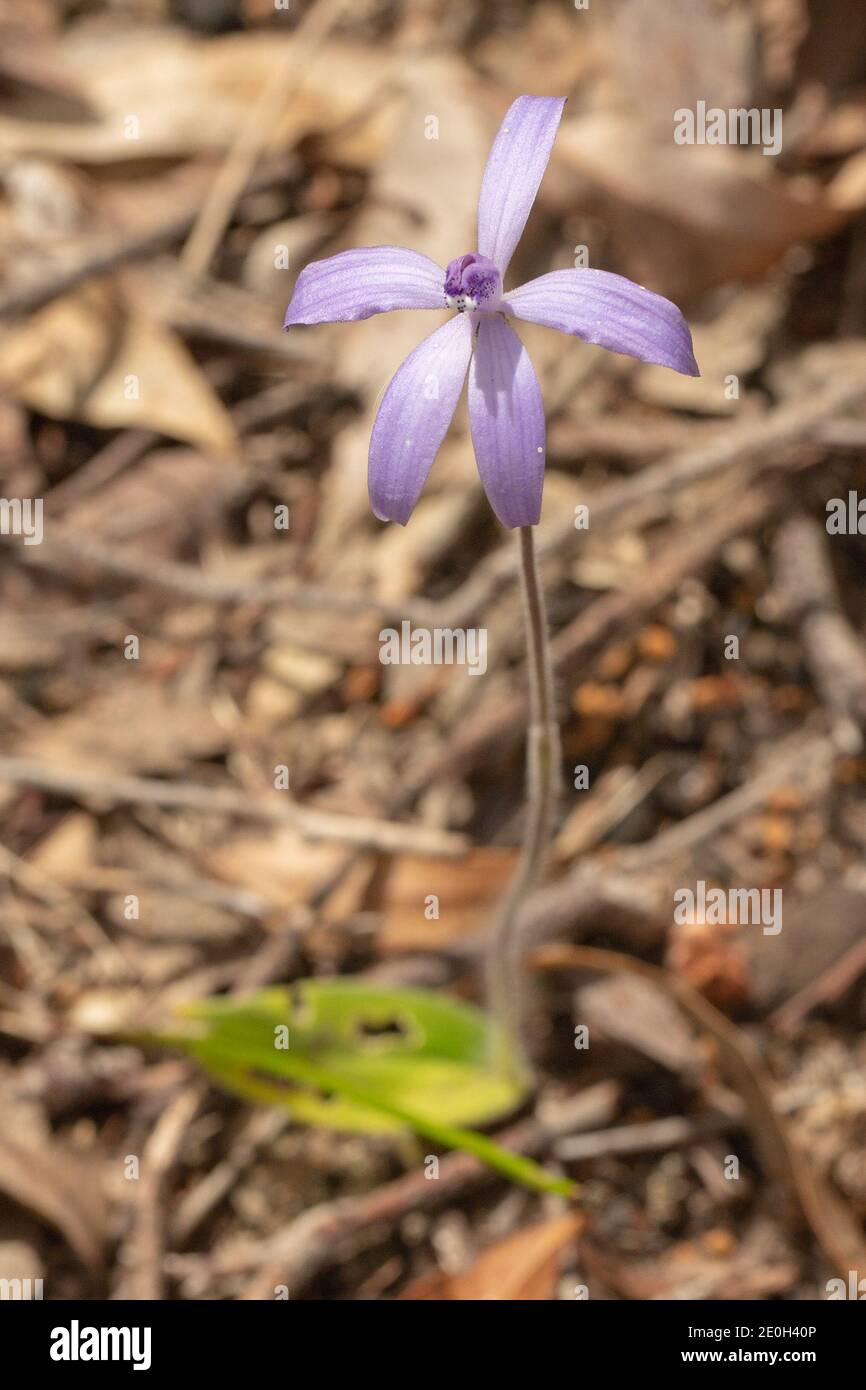 violet/pink flower Cyanicula sp. close to Waroona in Western Australia Stock Photo