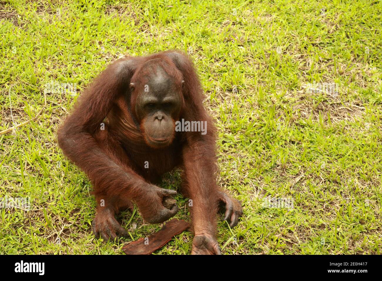 Orangutan children play alone in the park. An orangutan sitting on the lawn and playing with a piece of wood. Stock Photo