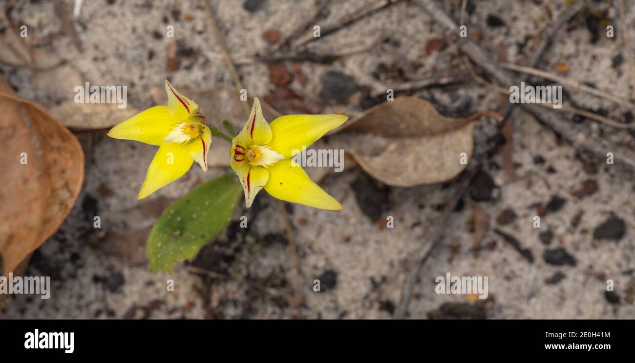 The amazing yellow flower of the Spider Orchid Caladenia flava close to Lake Navarino near Waroona in Western Australia, frontal view Stock Photo