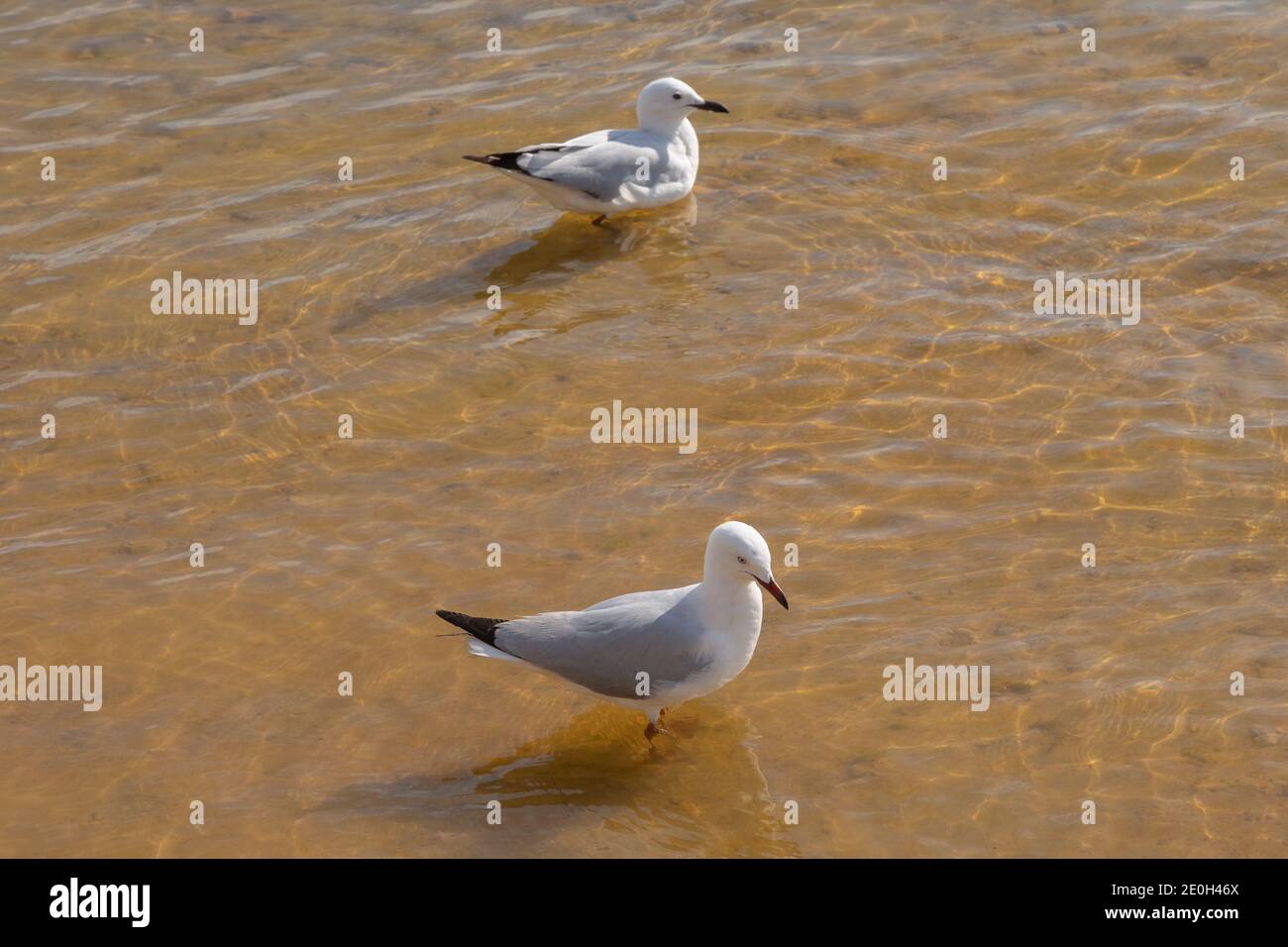 Silver Gull in the Harbor of Mandurh, Western Australia Stock Photo